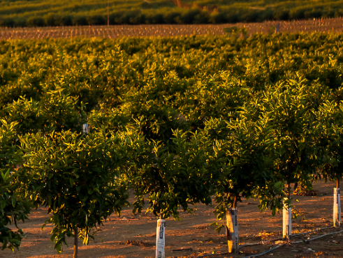 Central Valley AG Partners cover image